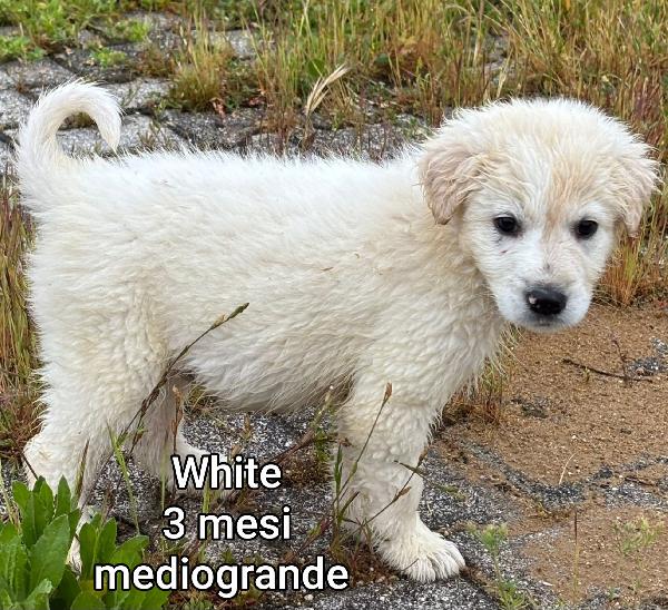 SALVA UN CUCCIOLO.  Foto 6