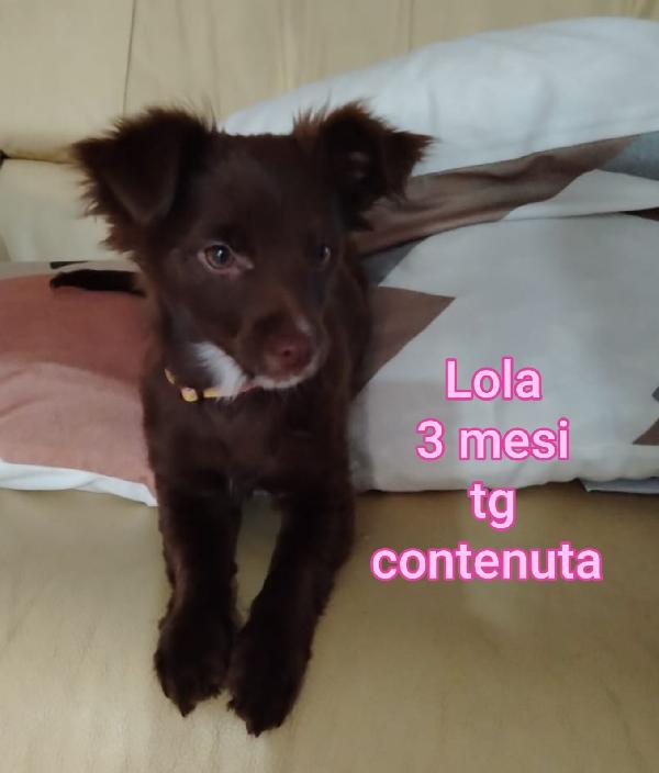SALVA UN CUCCIOLO.  Foto 9
