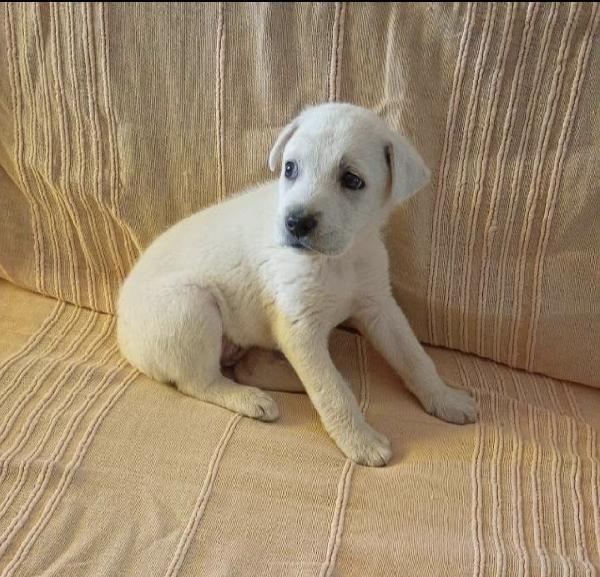 Kora Una Nuvoletta Bianca
