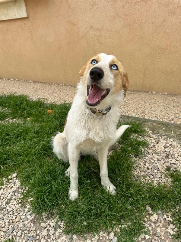 10Mesi Kg13 Occhi Azzurri Milano Super Urgente Non La Vogliono Piu!!