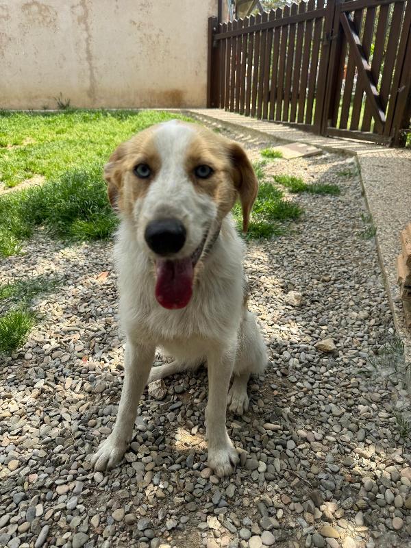 10mesi kg13 occhi azzurri MILANO SUPER URGENTE NON LA VOGLIONO PIU!! Foto 2