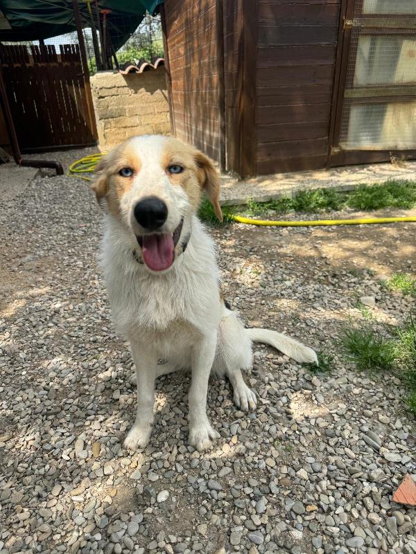 10mesi kg13 occhi azzurri MILANO SUPER URGENTE NON LA VOGLIONO PIU!! Foto 3