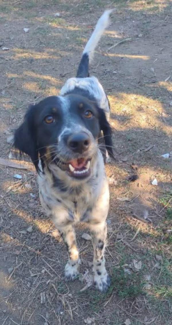 Betty 2anni mix Setter mollata mesi fa.CALABRIA Foto 2