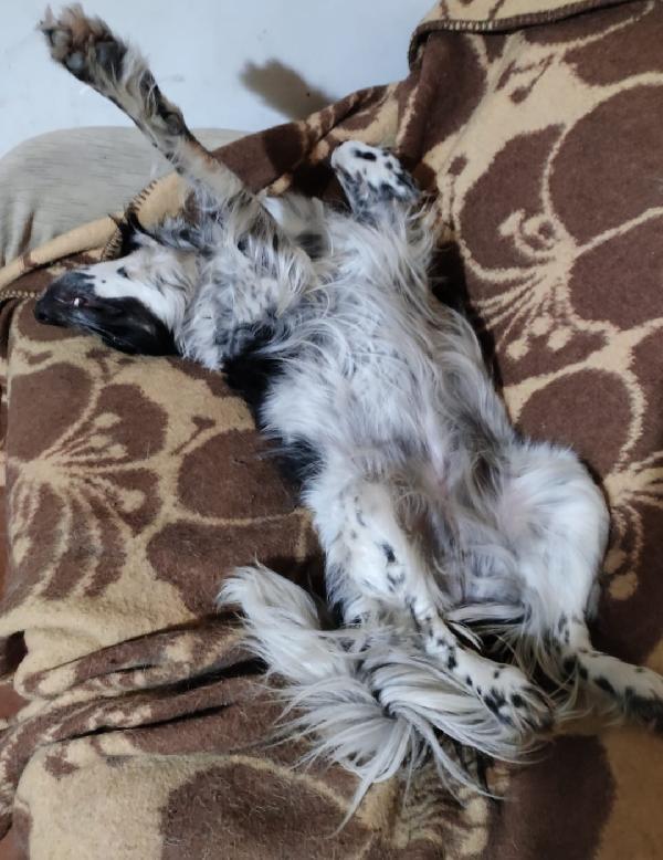 Betty 2anni mix Setter mollata mesi fa.CALABRIA Foto 3