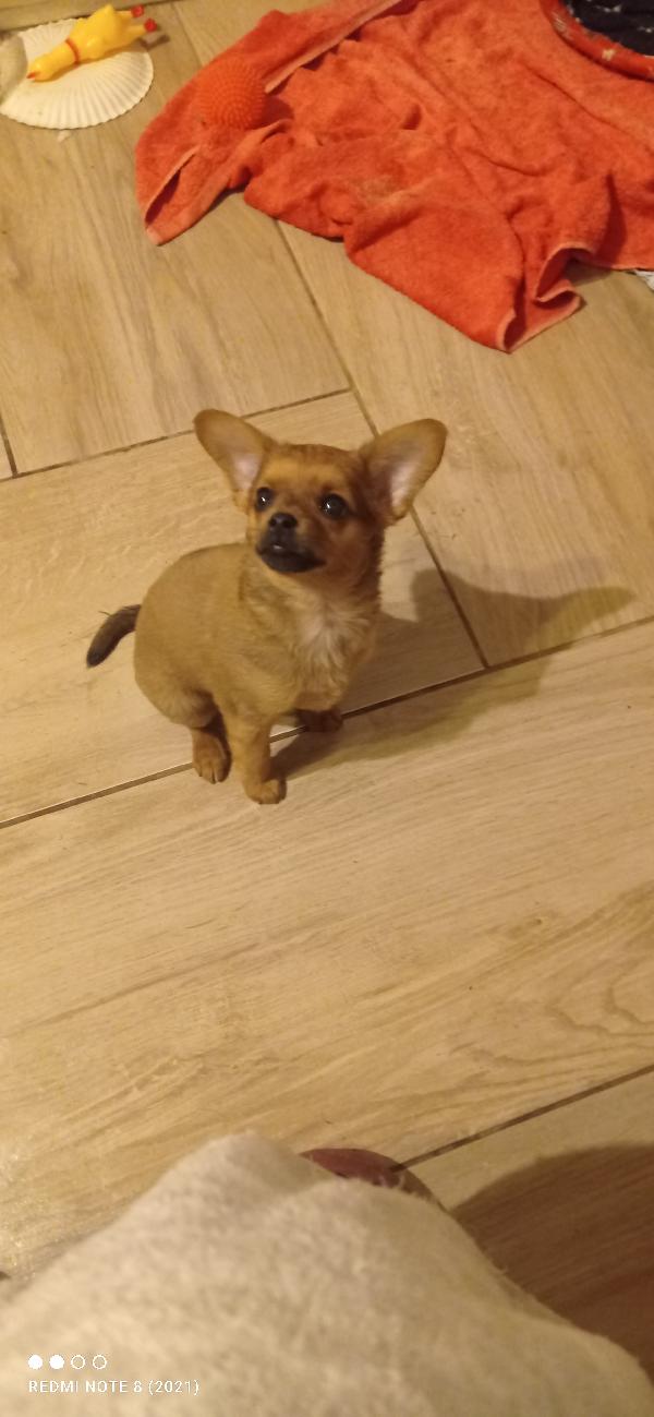 Dalila