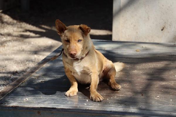 Ernesto splendido piccolo cagnolino cerca casa  Foto 2