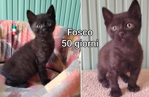 Chiamate X Salvare Un Micio
