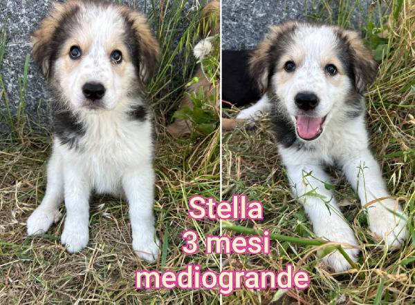 Cucciolotti in adozione  Foto 2