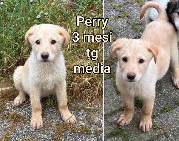 Cucciolotti in adozione  Foto 8