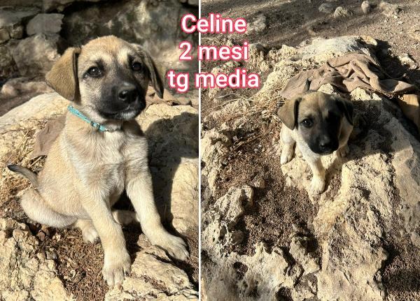 Cucciolotti in adozione  Foto 9
