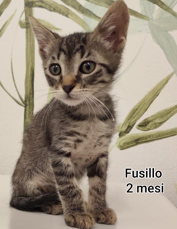 GATTINI ABBANDONATI: EMERGENZA  Foto 3