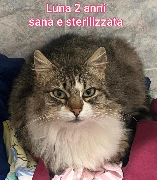 GATTINI ABBANDONATI: EMERGENZA  Foto 10