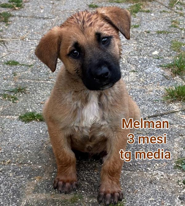2 mesi: adozioni cuccioli  Foto 2