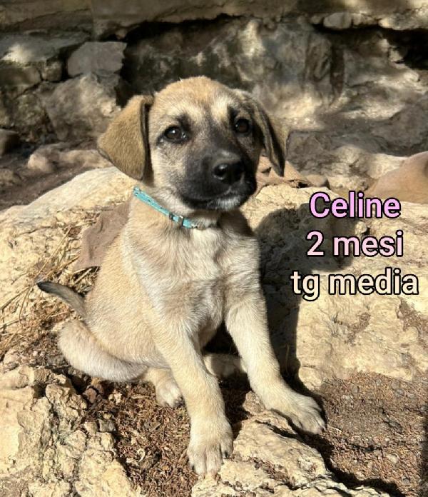 2 mesi: adozioni cuccioli  Foto 3