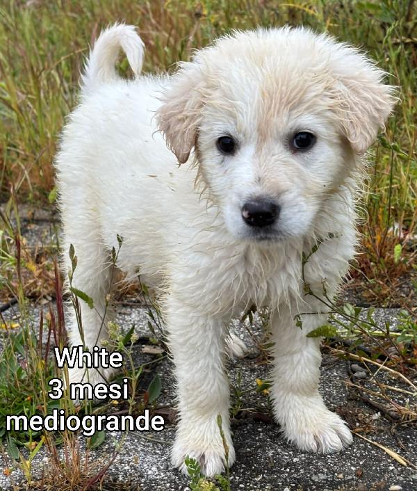 2 mesi: adozioni cuccioli  Foto 5
