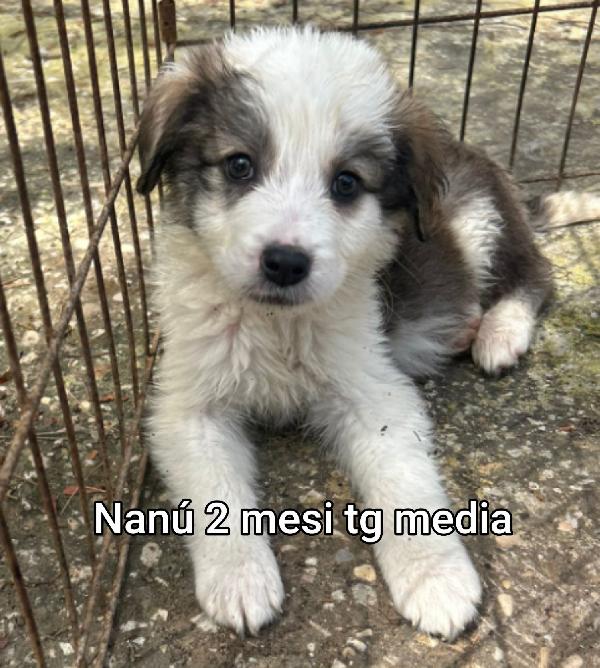 2 mesi: adozioni cuccioli  Foto 7
