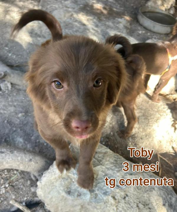 2 mesi: adozioni cuccioli  Foto 8