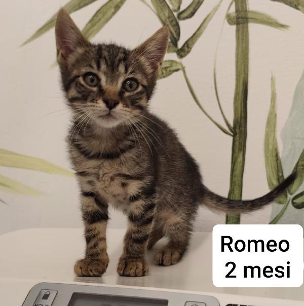 Micini bisognosi: urgenti adozioni Foto 2
