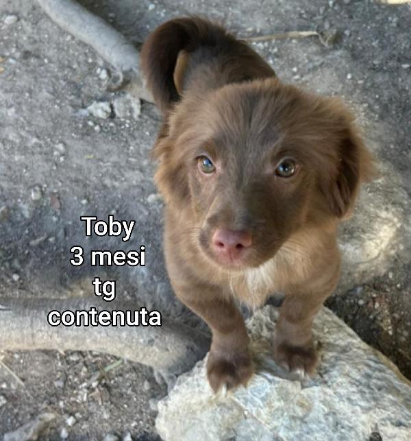 Adotta un cucciolo senza casa  Foto 2