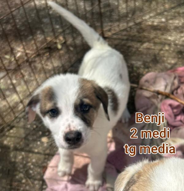 Adotta un cucciolo senza casa  Foto 3