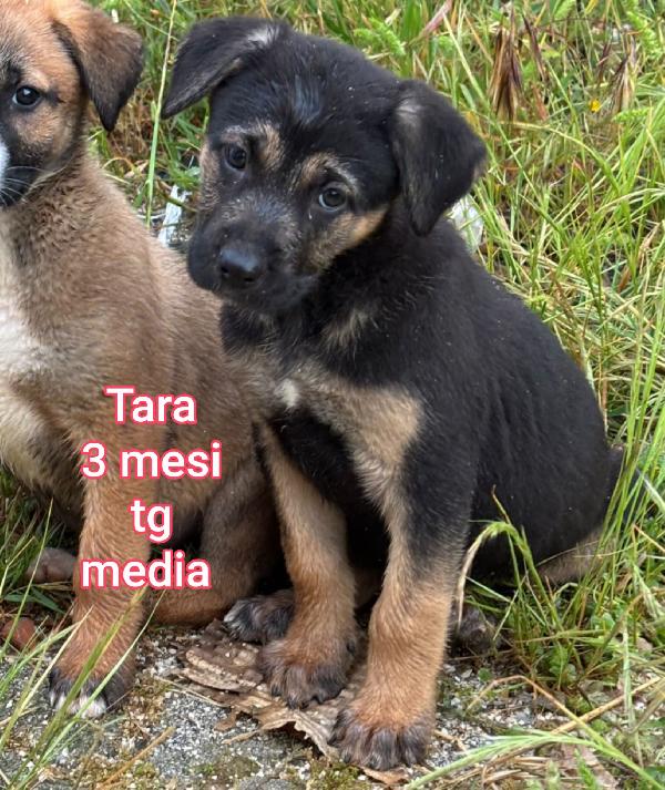 Adotta un cucciolo senza casa  Foto 4