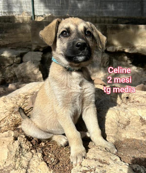 Adotta un cucciolo senza casa  Foto 6