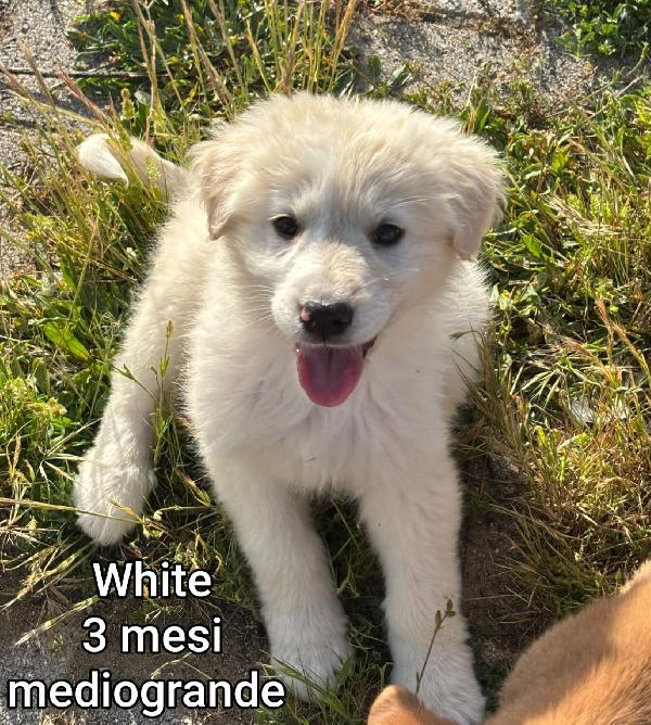 Adotta un cucciolo senza casa  Foto 8