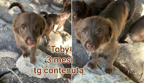 Siamo sommerse dai cuccioli  Foto 3