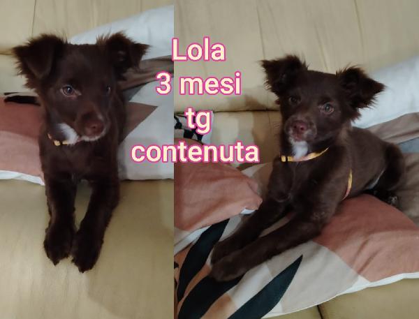 Siamo sommerse dai cuccioli  Foto 7