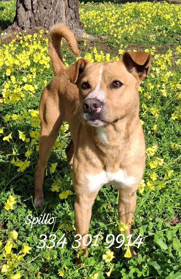 Spillo☺️🐾🦮 Foto 3