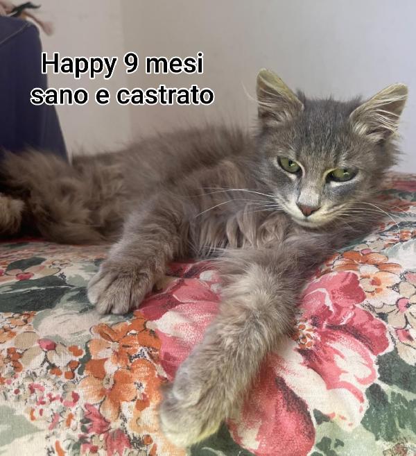 MICINI ABBANDONATI: URGENTE! Foto 11