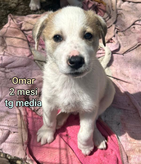 Tenerissimi cuccioli! 2/3mesi Foto 5