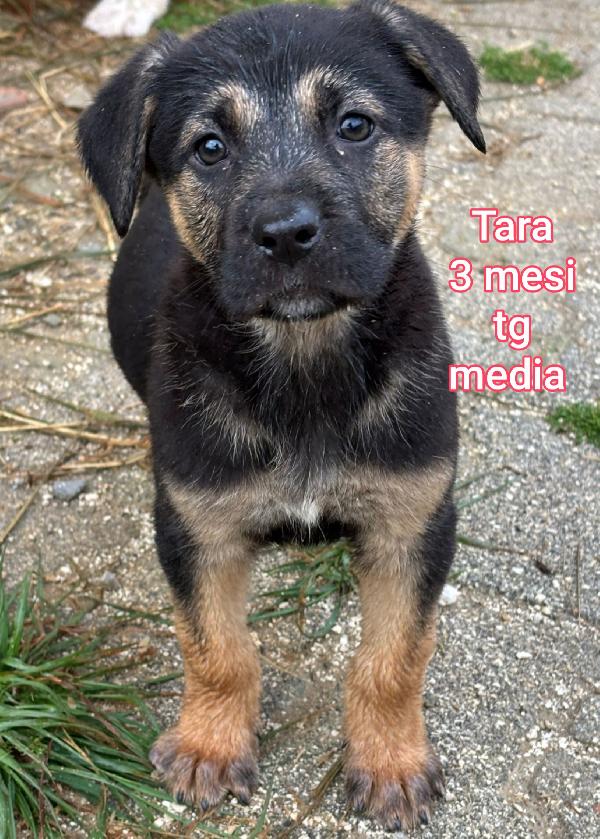 CUCCIOLI DAI 2 MESI Foto 2