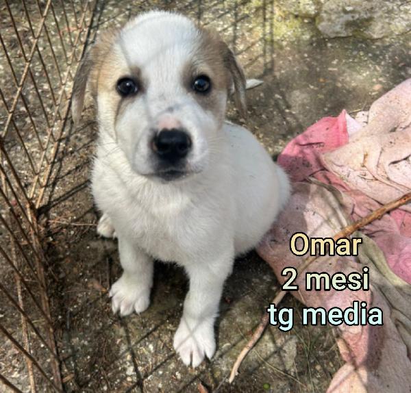 CUCCIOLI DAI 2 MESI Foto 3