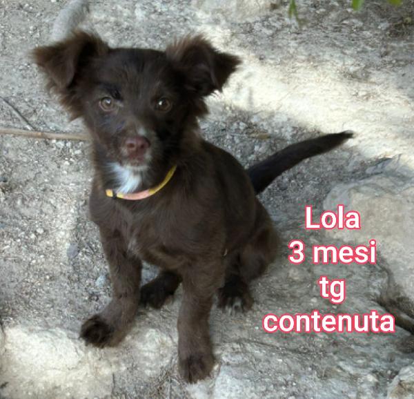 CUCCIOLI DAI 2 MESI Foto 5