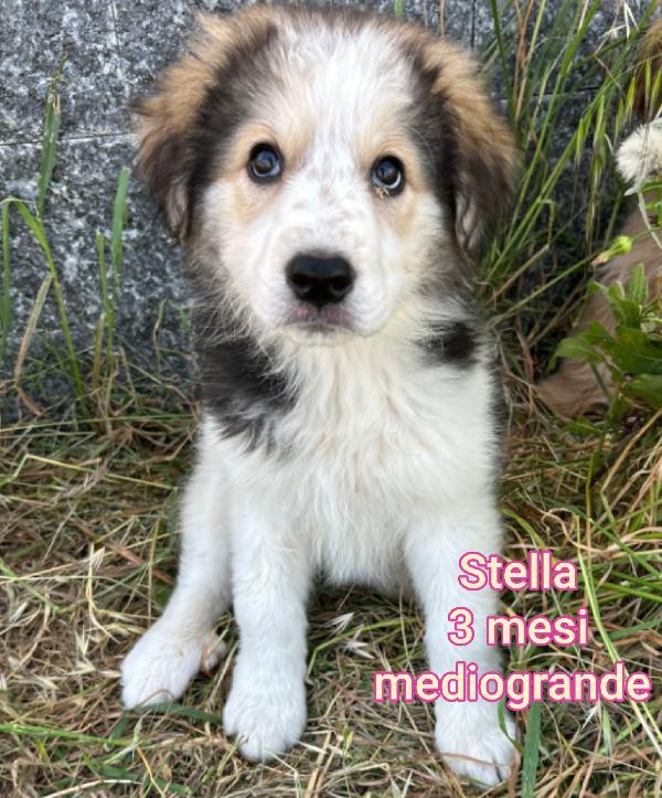 CUCCIOLI DAI 2 MESI Foto 6
