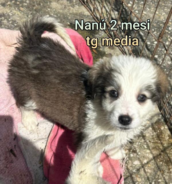 CUCCIOLI DAI 2 MESI Foto 7