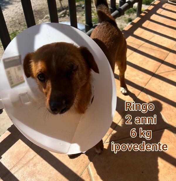 Cani taglia small Foto 2