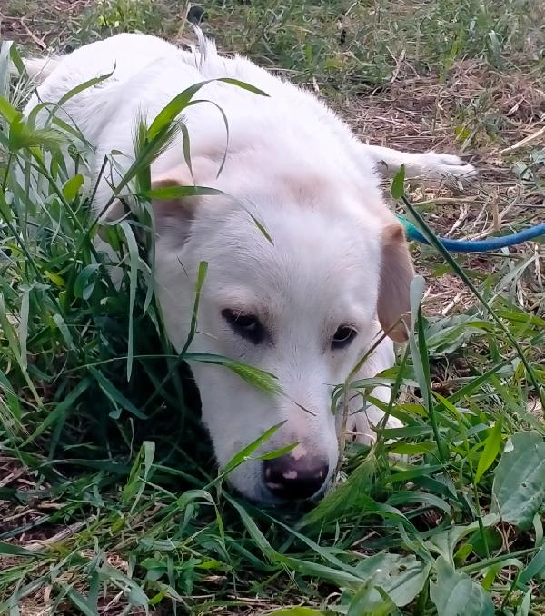 Willy Cucciolo Mix Labrador 