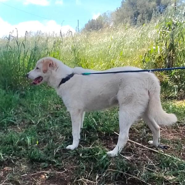 WILLY CUCCIOLO MIX LABRADOR  Foto 2