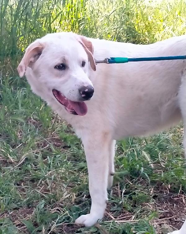 WILLY CUCCIOLO MIX LABRADOR  Foto 3