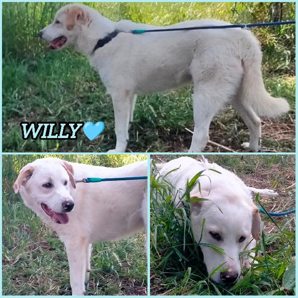 WILLY CUCCIOLO MIX LABRADOR  Foto 4