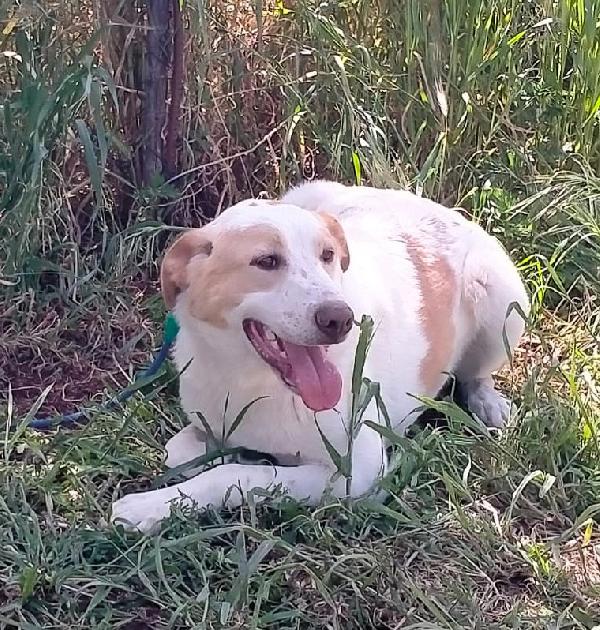 MOOCKIE CUCCIOLO MIX LABRADOR  Foto 3