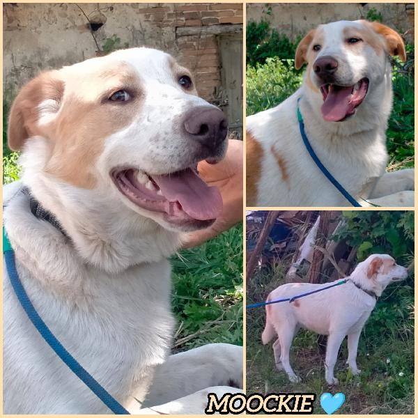 MOOCKIE CUCCIOLO MIX LABRADOR  Foto 5