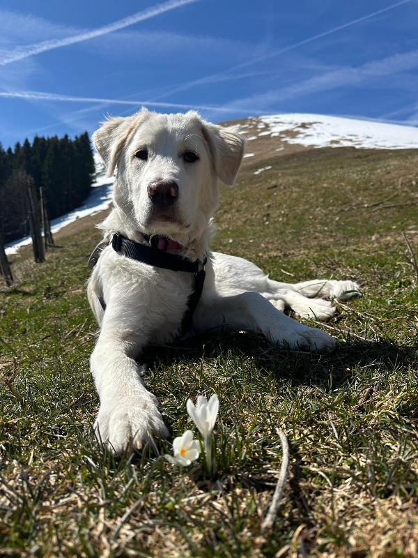 Tiberio - incrocio golden/maremmano Foto 4