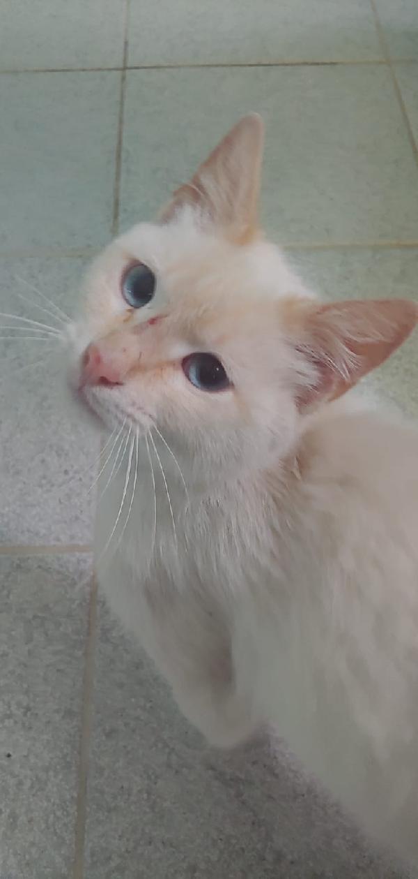 Micio Bianco Occhi Azzurri Entro 1Anno Nuoro 