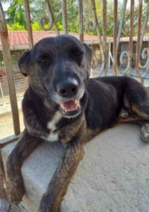 Elvis Tigrato Molto Buono 5Anni Aspetta Ancora
