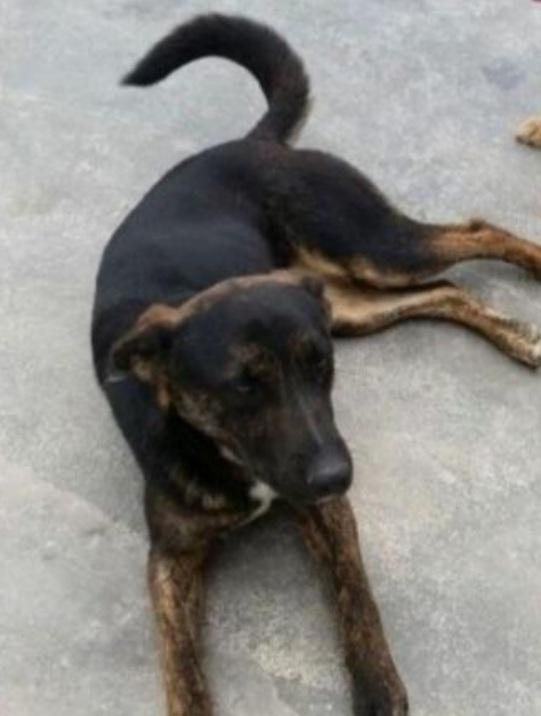 Elvis tigrato molto buono 5anni aspetta ancora Foto 2