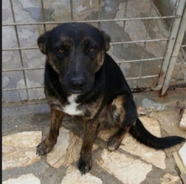 Elvis tigrato molto buono 5anni aspetta ancora Foto 3