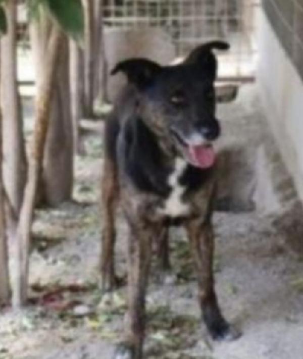 Elvis tigrato molto buono 5anni aspetta ancora Foto 4